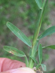 Chloris pycnothrix