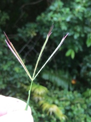 Chloris pycnothrix