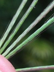 Chloris pycnothrix