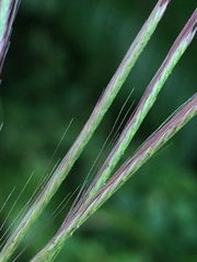 Chloris pycnothrix