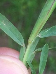 Chloris pycnothrix
