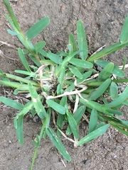 Chloris pycnothrix