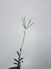 Chloris pycnothrix