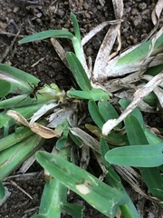 Chloris pycnothrix