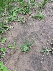 Chloris pycnothrix