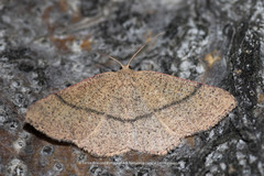 Cyclophora ruficiliaria