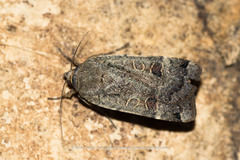 Noctua orbona