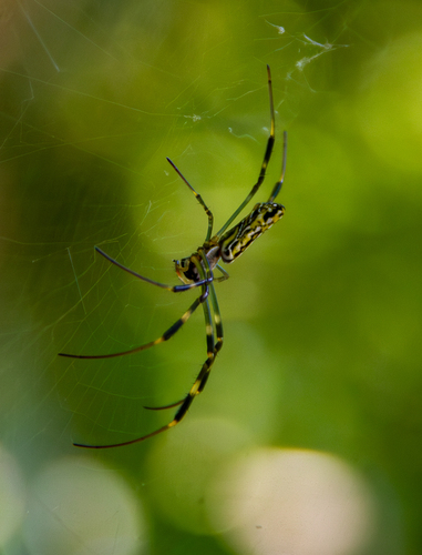 Joro Spider