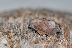 Phyllodesma kermesifolia