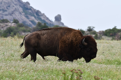 American Bison photographed in Oklahoma