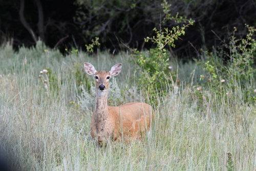 White-tailed Deer photographed in Oklahoma