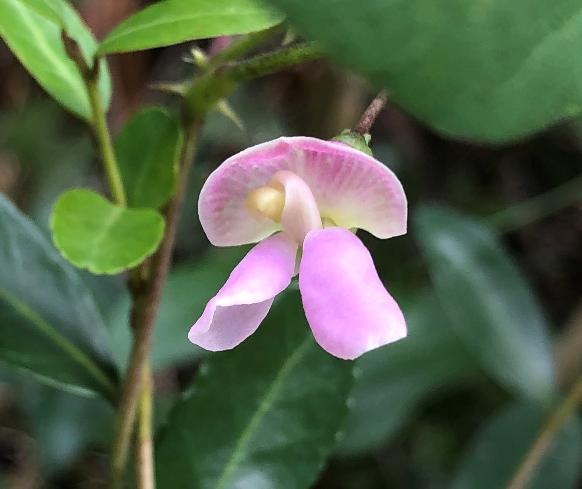 Phaseolus polystachios var. polystachios