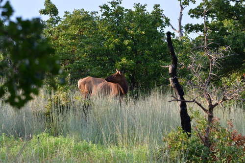 Elk photographed in Oklahoma