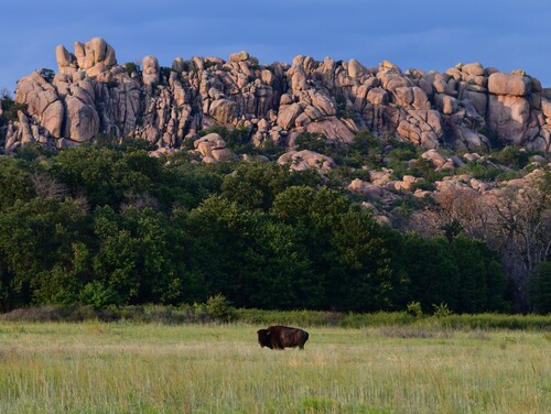 American Bison photographed in Oklahoma