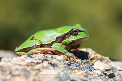 Hyla molleri