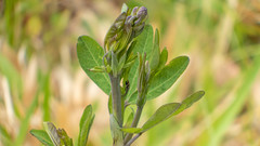 Baptisia alba