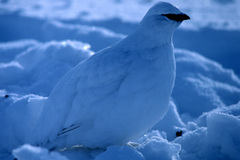 Lagopus muta macruros