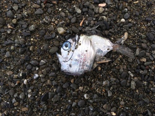 Diaphanous Hatchet Fish