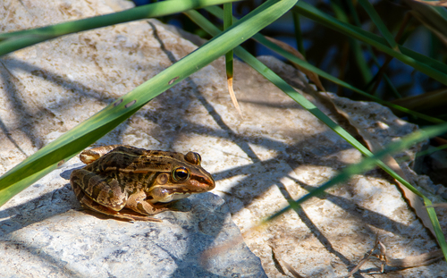 Black-spotted Frog