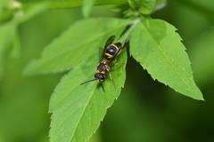 Apodynerus formosensis