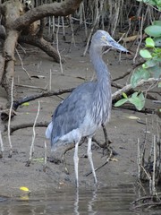 Ardea sumatrana