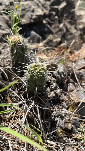 Scheer's Hedgehog (Echinocereus scheeri)