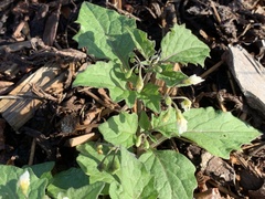 Solanum nigrum
