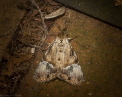 Alophosoma emmelopis