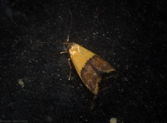 Hapaloteucha polemistis