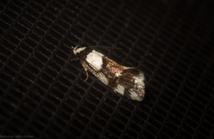 Coesyra hemiphragma