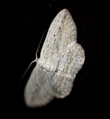 Scopula desita