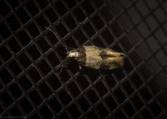 Macrobathra hamaxitodes