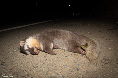 Melogale subaurantiaca