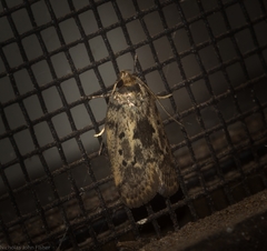 Philobota polypenthes