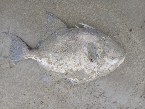 Balistes polylepis
