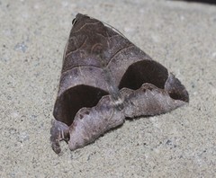 Bastilla solomonensis