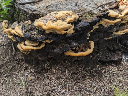 Vanderbylia fraxinea