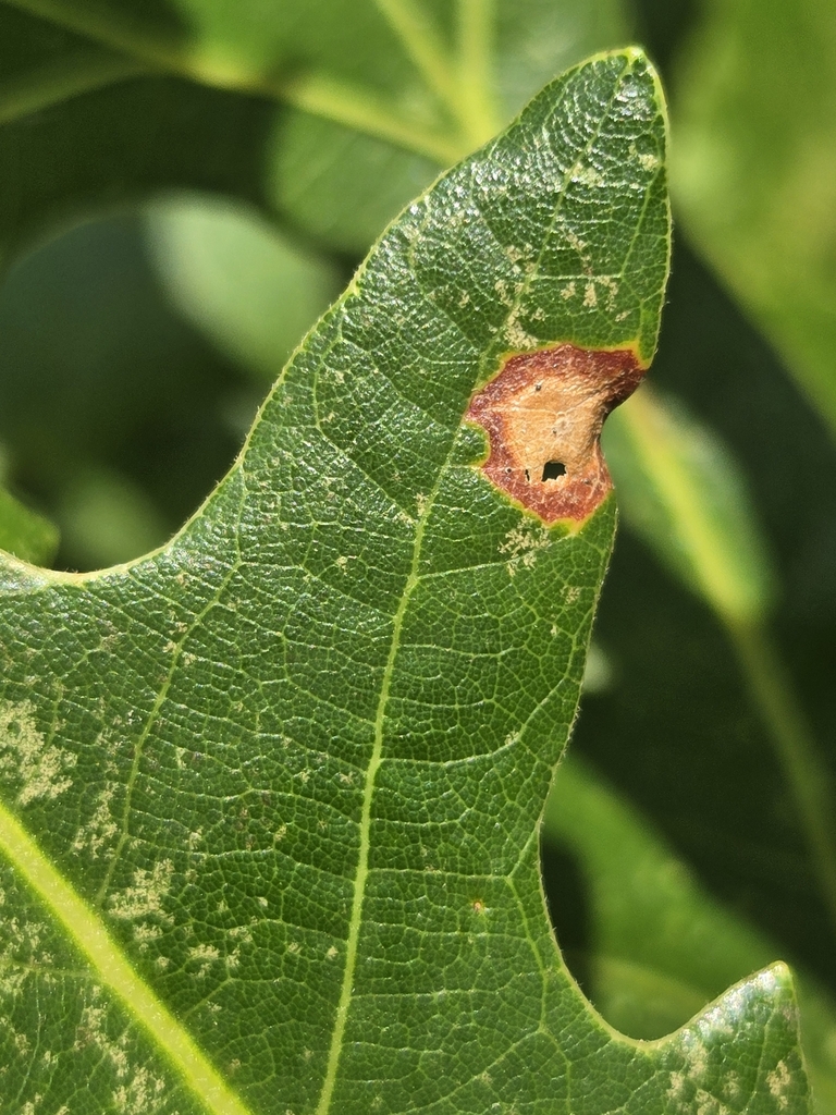 Phyllosticta macrocarpa