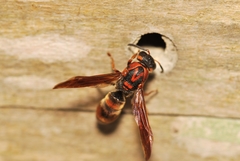 Pararrhynchium ornatum sauteri