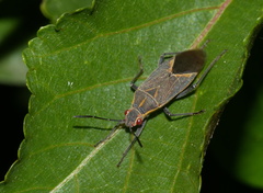 Boisea fulcrata