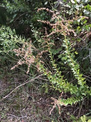 Solidago chapmanii