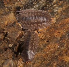 Trachelipus squamuliger