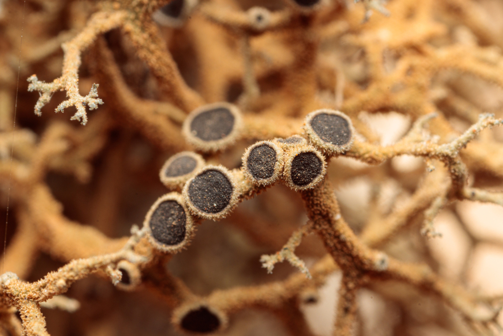Tornabea scutellifera