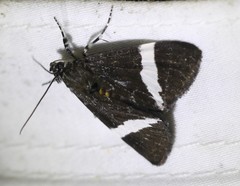 Coenotoca subaspersa