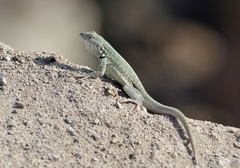 Microlophus thoracicus