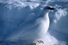 Lagopus muta macruros