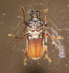Cacodacnus planicollis