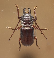 Cacodacnus planicollis