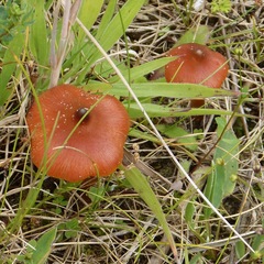 Hygrocybe conicoides