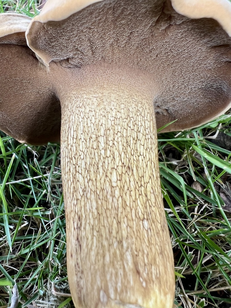 Boletus durhamensis